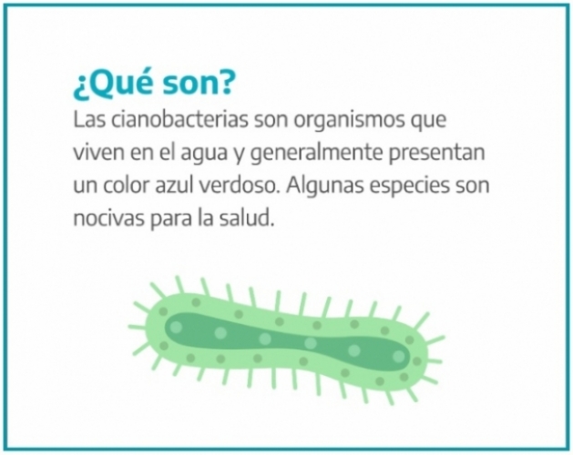 Información Sobre Cianobacterias