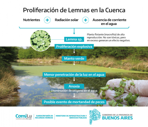 Presencia Lemna sp. en el Río Luján.