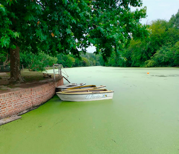Visual del río color verde por la vegetación acuática