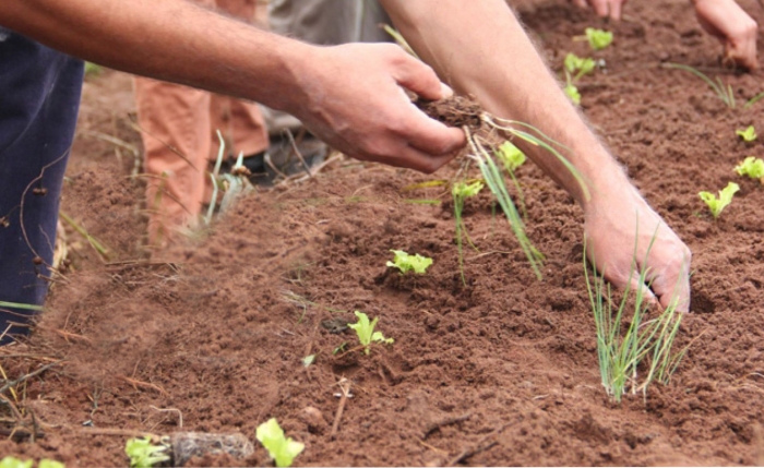 JORNADA AGROECOLÓGICA PARA IMPULSAR LA PRODUCCIÓN DE ALIMENTOS SANOS