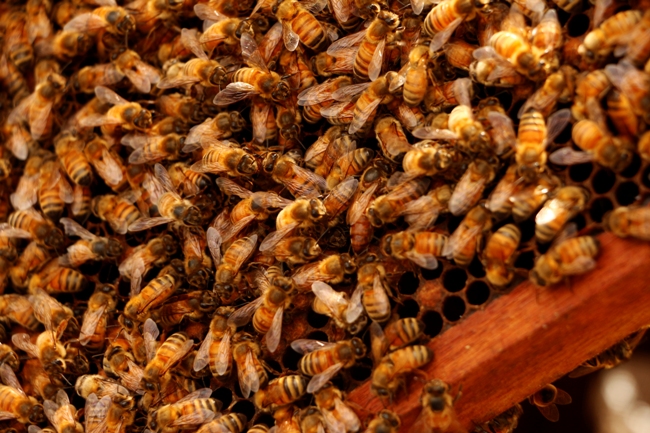  TERCER ENCUENTRO NACIONAL DE ABEJAS REINAS