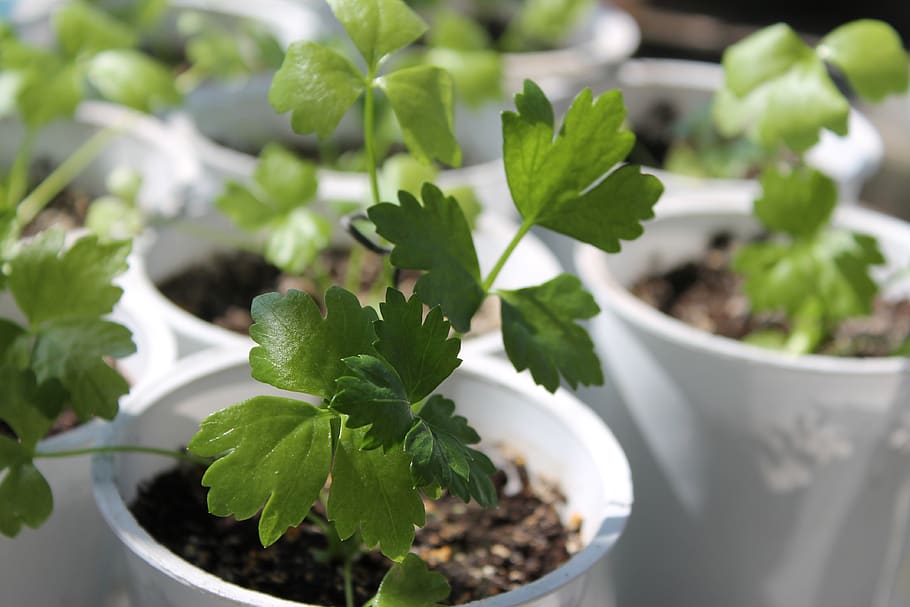 CONSEJOS PARA LOGRAR CON ÉXITO UNA HUERTA EN CASA