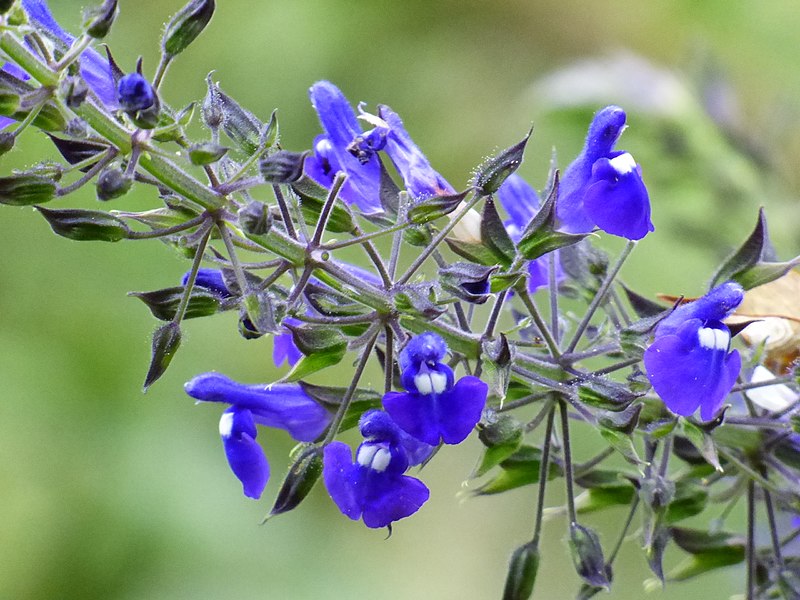 ¿Conocés plantas nativas de la Provincia de Buenos Aires?