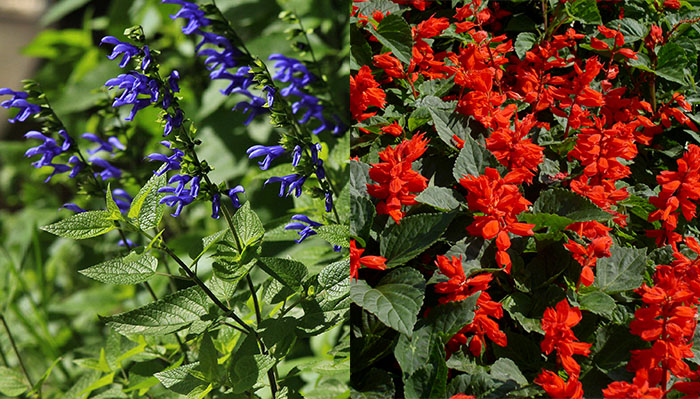 plantas nativas de la Provincia de Buenos Aires