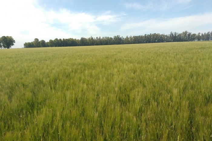 CONFIRMAN QUE EL TRIGO ES RENTABLE EN EL MODELO AGROECOLÓGICO