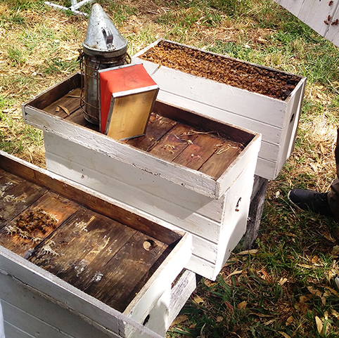 Abejas bonaerenses polinizan cultivos de arándanos en Tucumán