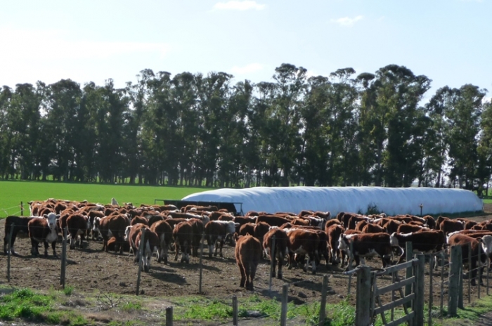 Producción en Tordillo: forjando un futuro sostenible
