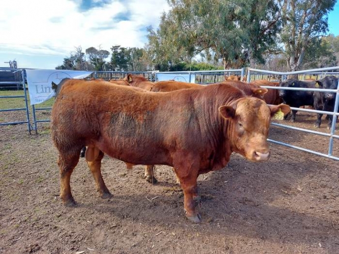  JURA FENOTÍPICA DE TOROS LIMANGUS EN LA CHACRA BELLOCQ 