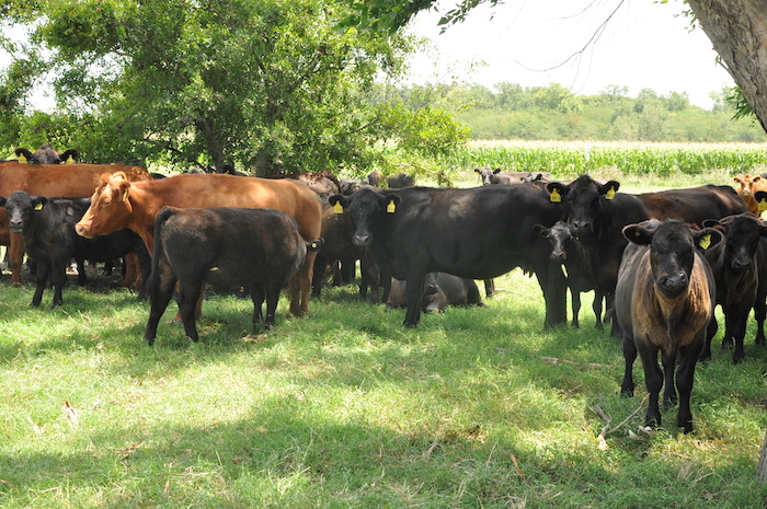 LOS FRIGORÍFICOS DE LA PROVINCIA RECIBIERON EL 72% DEL CUPO DE EXPORTACIÓN DE CARNE ARGENTINA A COLOMBIA