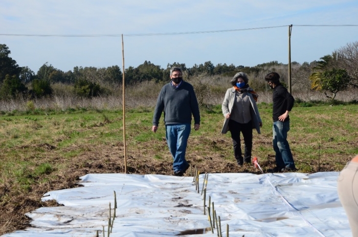 IMPULSO DE LA PRODUCCIÓN FORESTAL EN LAS CHACRAS DEL MDA