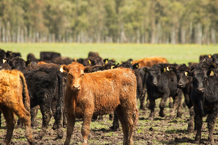 El MDA prorrogó la fecha del control obligatorio de ETS en bovinos
