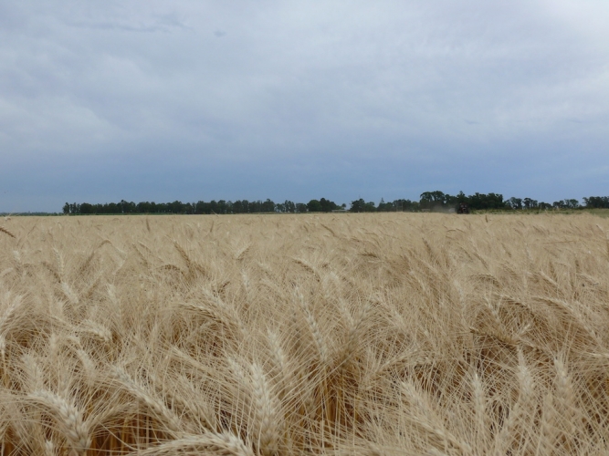 EL MDA PRESENTÓ LA OFERTA EXPORTABLE DEL AGRO BONAERENSE