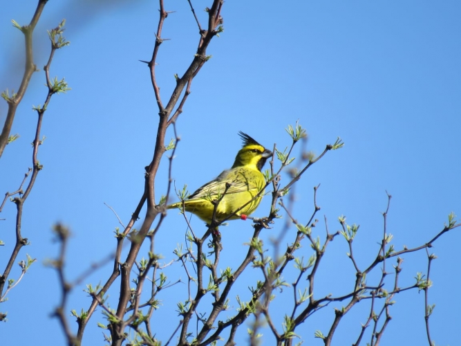 ALIANZA CARDENAL AMARILLO: SE REINSERTARON 27 EJEMPLARES EN EL SUR DE LA PROVINCIA DE BUENOS AIRES