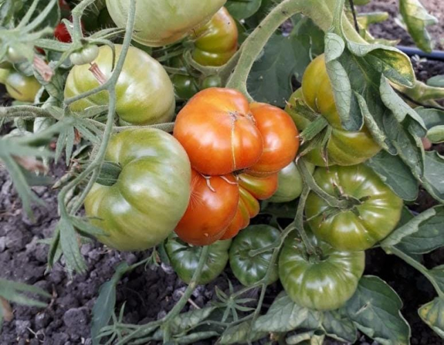 La Estación Experimental Gorina será sede de la tradicional fiesta del tomate