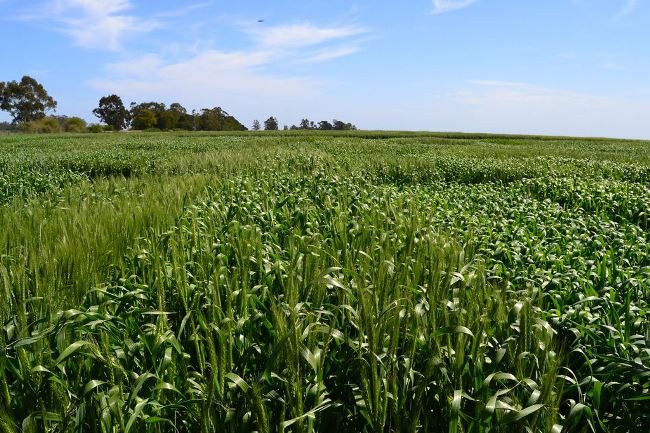 PROVINCIA POSTERGA EL PAGO DEL INMOBILIARIO RURAL