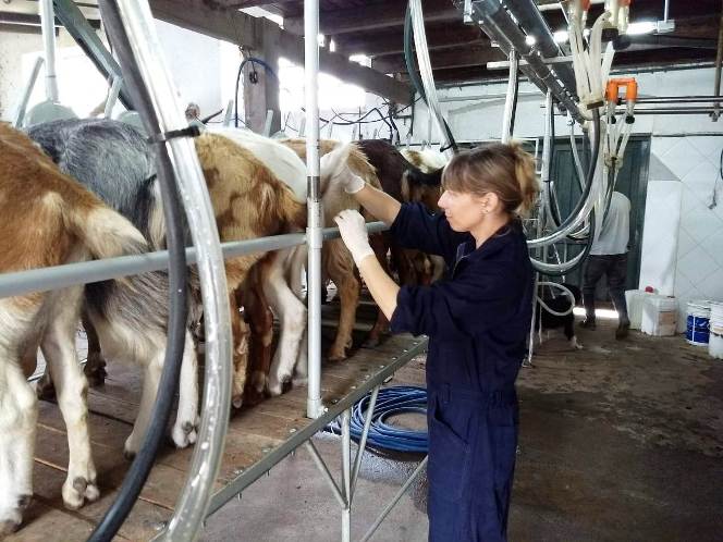Llevamos adelante prácticas de sanidad en tambos