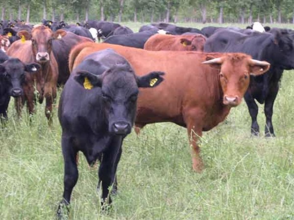 PROTOCOLOS PARA REMATES DE GANADO Y LA PRODUCCIÓN,  DISTRIBUCIÓN Y VENTA DE FLORES