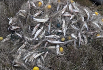 Realizamos operativos contra la pesca furtiva