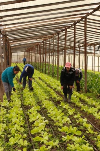 INCUBADORA DE COOPERATIVAS AGROPECUARIAS 