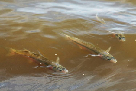 Comienza la veda de pesca de pejerrey en la provincia de Buenos Aires