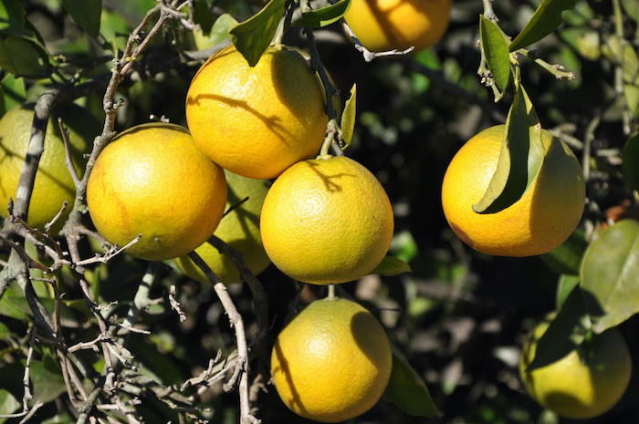 EL MINISTERIO DE DESARROLLO AGRARIO AVANZA CON LA CREACIÓN DE UN MAPA FRUTÍCOLA BONAERENSE