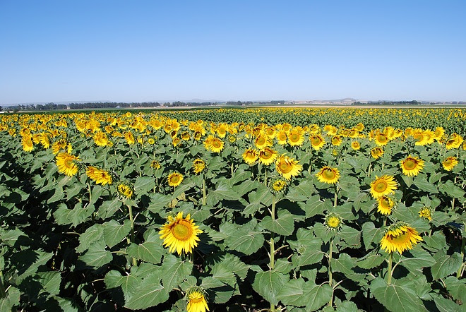 La molienda de girasol alcanzó niveles récord en la PBA