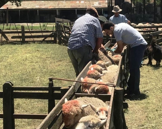 MDA LANZA LA PRIMERA ETAPA PARA LA PRESENTACIÓN DE PROYECTOS PRODUCTIVOS OVINOS