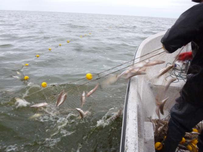 El MDA habilitó la pesca comercial de pejerrey en la laguna de Trenque Lauquen