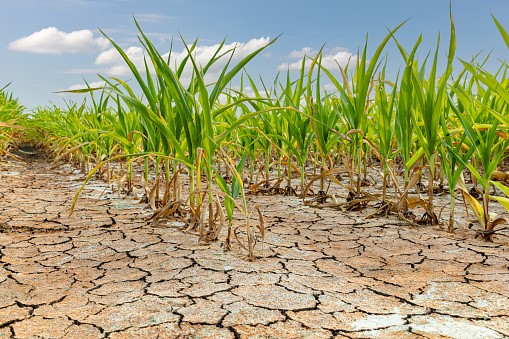 Productores afectados por sequía podrán acceder a beneficios del Gobierno