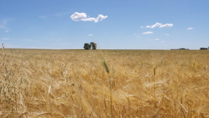 EL MINISTERIO DE DESARROLLO AGRARIO REGISTRÓ DOS NUEVAS VARIEDADES DE TRIGO CANDEAL