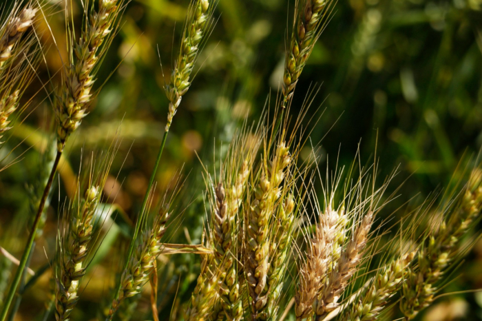 El MDA presentó dos nuevas variedades de cultivos trigo pan y Lotus