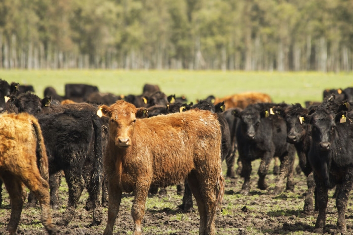 EL MINISTERIO DE DESARROLLO AGRARIO LANZÓ CAMPAÑA JUNTO A 80 MUNICIPIOS PARA PREVENIR LAS ENFERMEDADES DE TRANSMISIÓN SEXUAL EN 