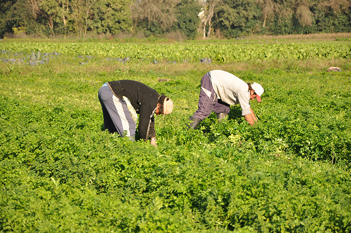 COMUNICADO DEL MDA PARA LA PRODUCCIÓN Y COMERCIALIZACIÓN AGROPECUARIA