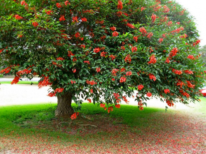 Ceibo (Erythrina crista-galli)