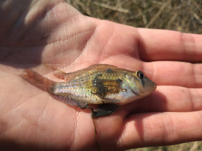 Fauna acuática del Río Reconquista