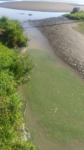 Alerta Naranja por la presencia de cianobacterias en Berisso y Ensenada