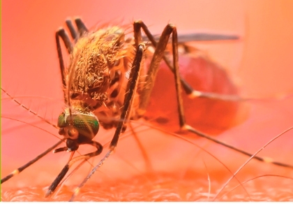 Capacitación sobre dengue y control de vectores con impacto en la salud