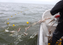 El MDA habilitó la pesca comercial de pejerrey en la laguna de Trenque Lauquen