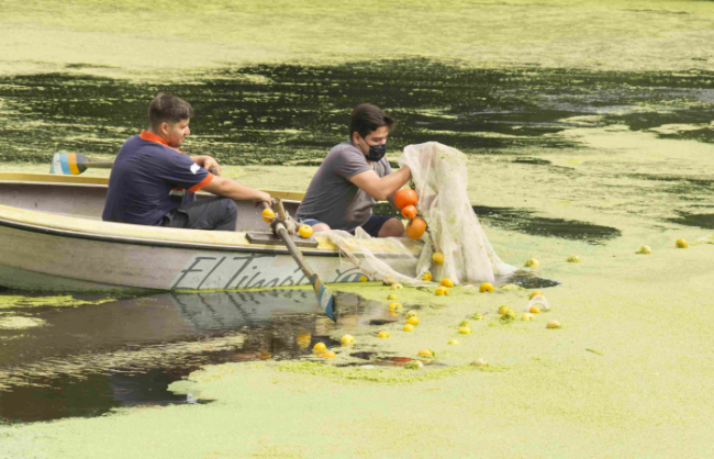 Jornada de extracción manual de lentejitas de agua 