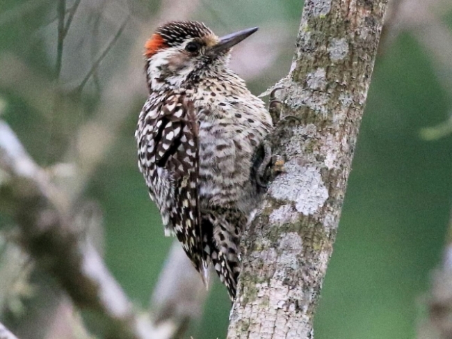 Aves de la Cuenca