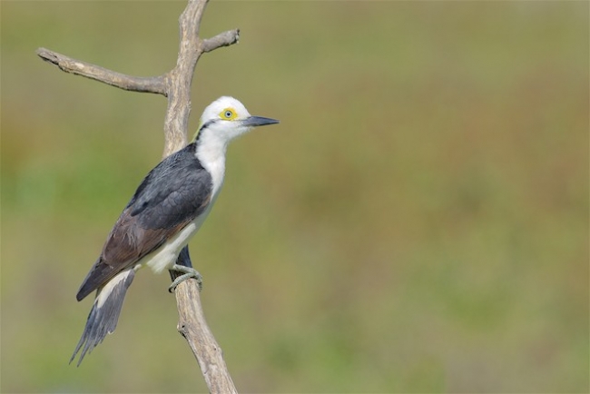 Aves de la Cuenca