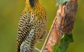 Aves de la Cuenca