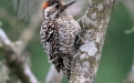 Aves de la Cuenca