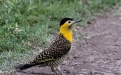 Aves de la Cuenca