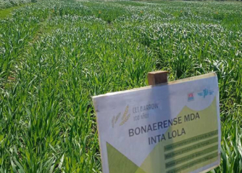 El MDA inscribió dos nuevas variedades de avena en el INASE