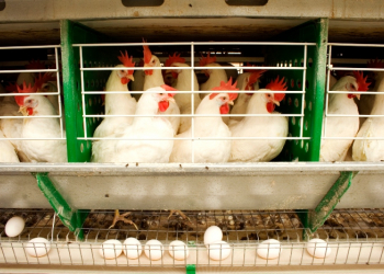 Registro de establecimientos avícolas con sistemas pastoriles de producción