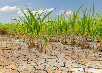 Productores afectados por sequía podrán acceder a beneficios del Gobierno