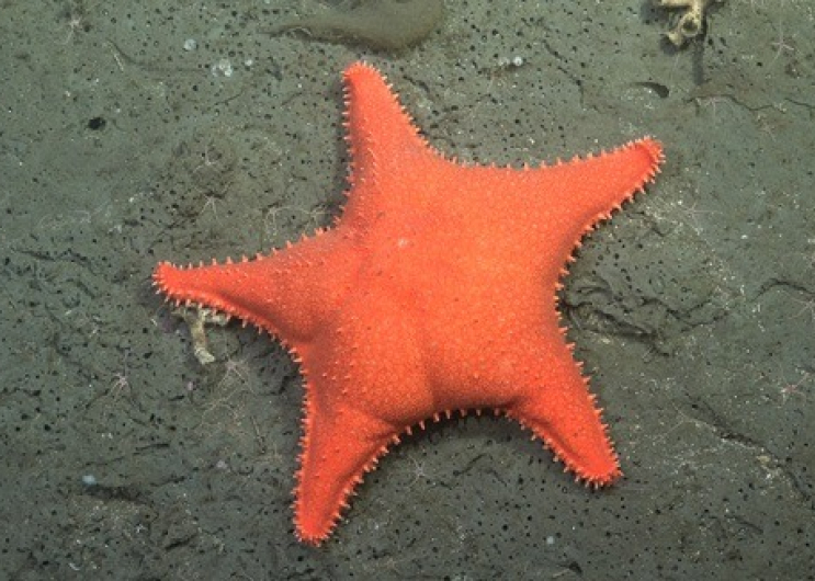 La Provincia inaugura la muestra “Vidas submarinas - Ciencia, arte y soberanía” en el Museo MAR de la ciudad de Mar del Plata