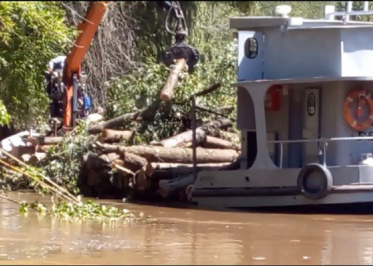 Avanzan las tareas de destronque y remoción en el Delta