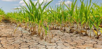 Productores afectados por sequía podrán acceder a beneficios del Gobierno